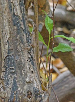 Anolis lineatus