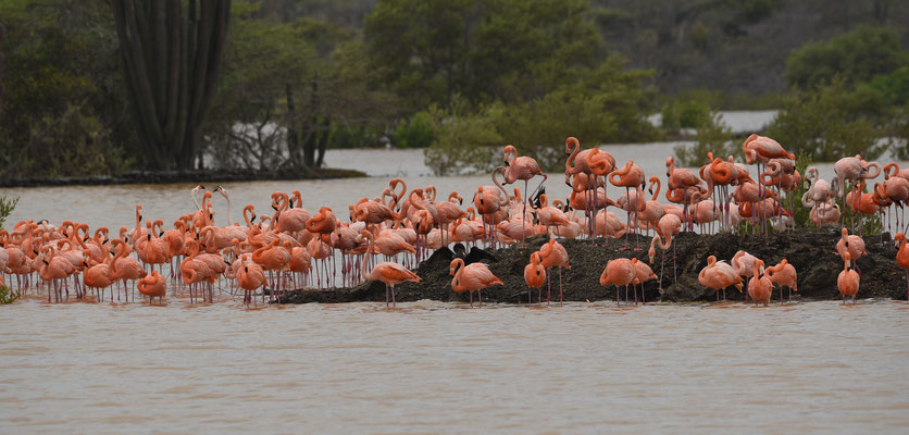 Rode Flamingo