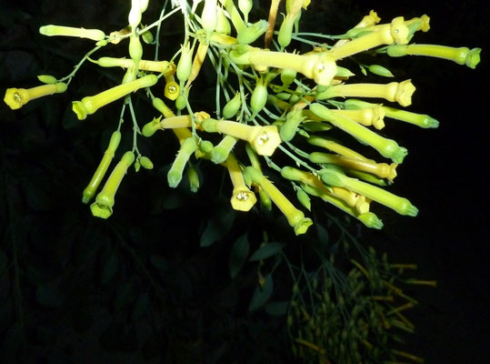 Nicotica glauca