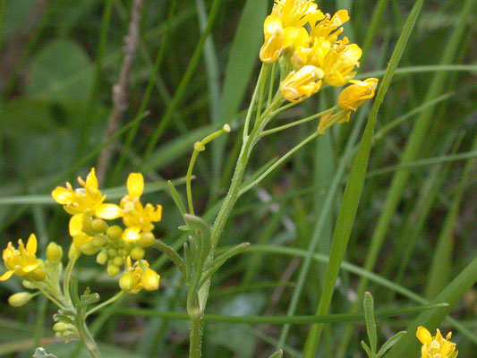 Rorippa sylvestris - Akkerkers