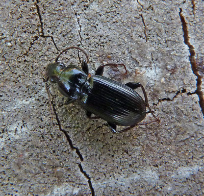 Pterostichus nigrita