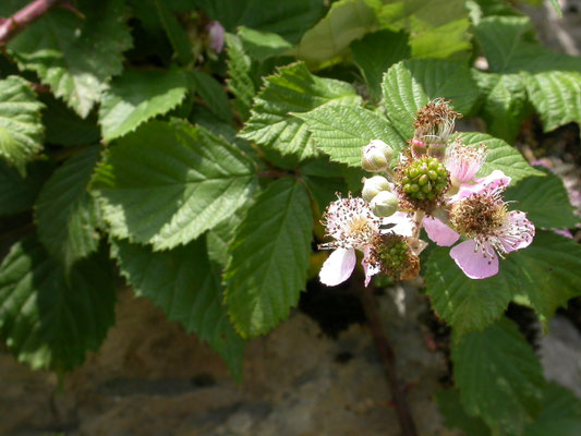 Rubus fruticosus - Gewone braam
