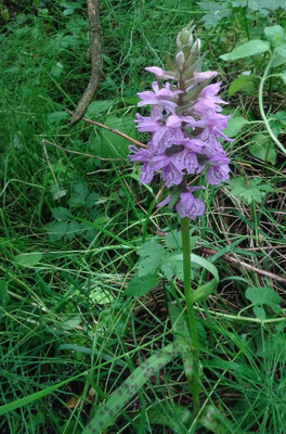 Gevlekte rietorchis