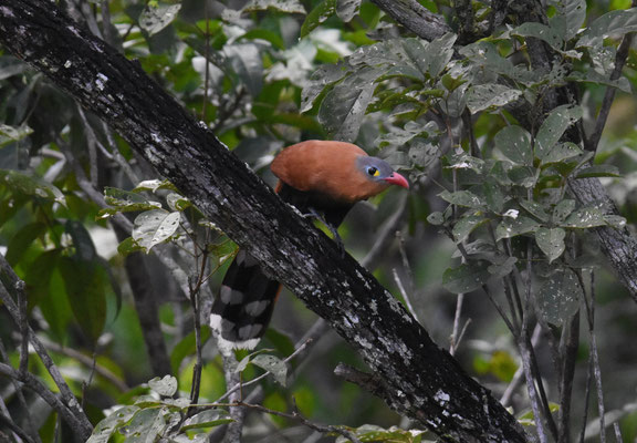 Black-bellied Cuckoo