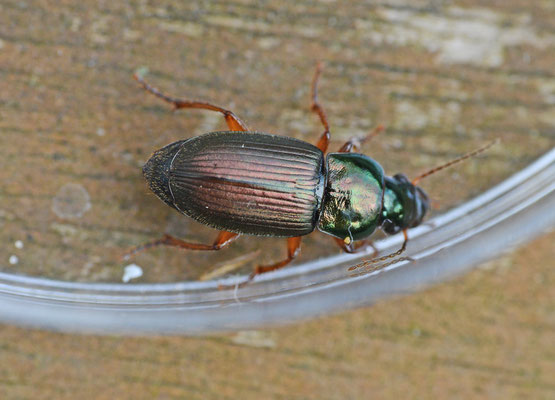 Harpalus affinis - Behaarde kruiper