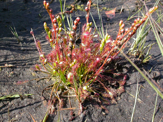 Drosera intermedia -Kleine zonnedauw