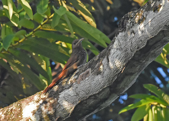 Cinnamon-throated Woodcreeper