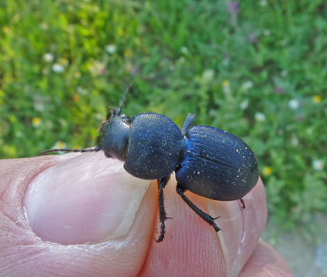 Pachycarus cyaneus