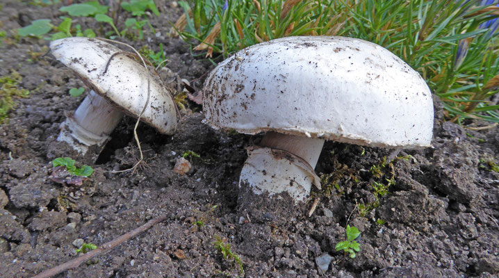 Agaricus bitorquis - Straatchampignon