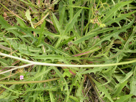 Crepis biennis - Groot streepzaad