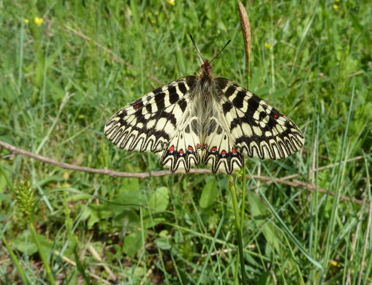 Zerynthia polyxena