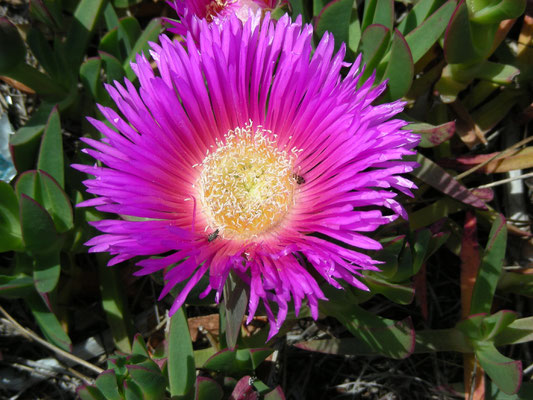 Carpobrotus acinaciformis - Rode hottentotvijg