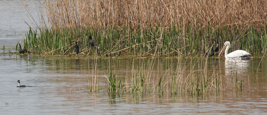 Kroeskoppelikaan met Dwergaalscholvers