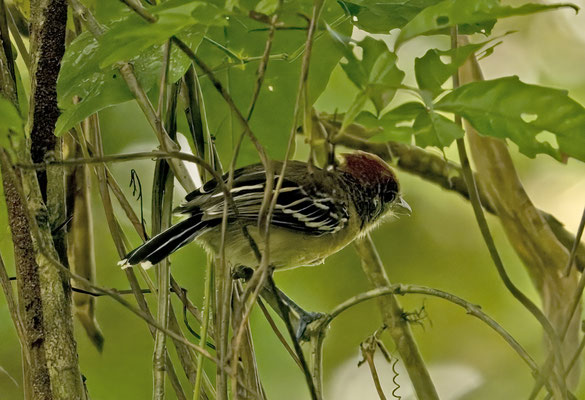 Black-crested Antshrike