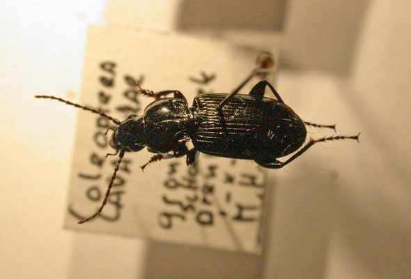 Pterostichus rhaeticus