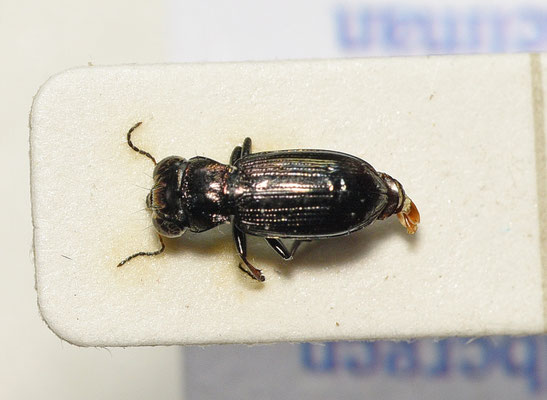Notiophilus germinyi - Heidespiegelloopkever