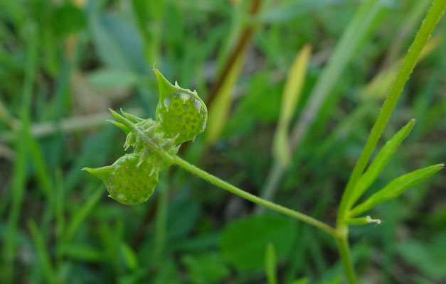 Akkerboterbloem