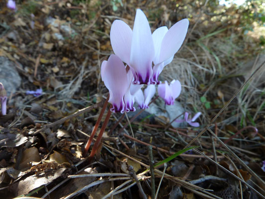 Cyclamen graecum