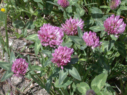 Trifolium pratense - Rode klaver