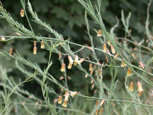 Asparagus officinalis - Asperge