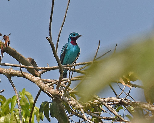 Spangled Cotinga, male
