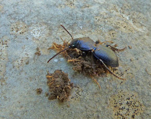 Pachycarus cyaneus