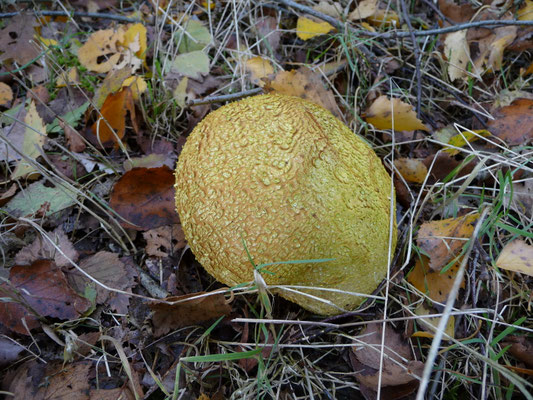 Scleroderma citrina - Gele aardappelbovist