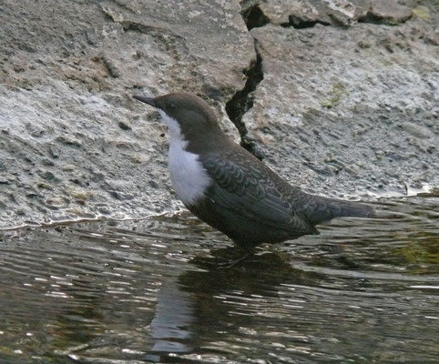 Waterspreeuw ssp cinclus (Zwartbuikwaterspreeuw)