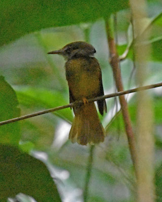 Royal Flycatcher