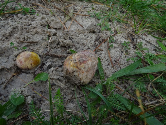 Rhizopogon luteorubescens  - Geelroze vezeltruffel