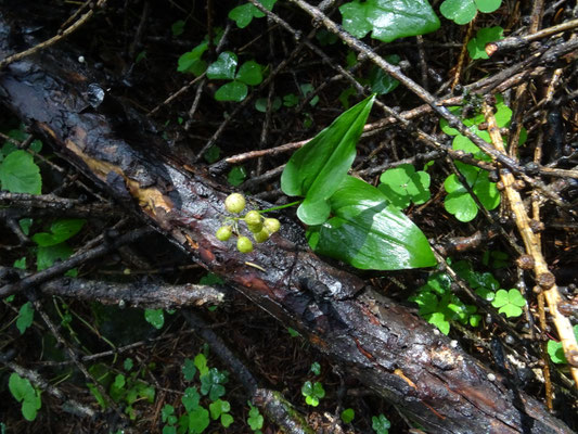 Maianthemum bifolium - Dalkruid