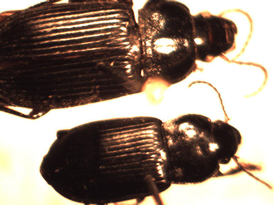 Anisodactylus binotatus en Anisodactylus nemovaragus (kleinere)
