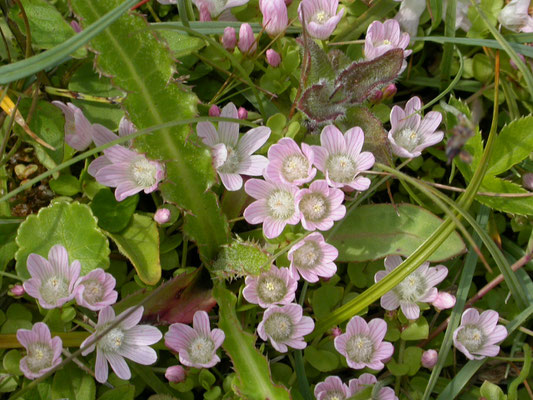 Anagallis tenella - Teer guichelheil