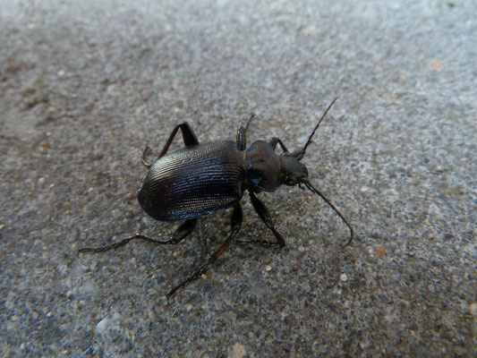 Calosoma inquisator - Kleine poppenrover