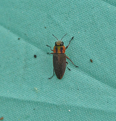 prachtkever spec