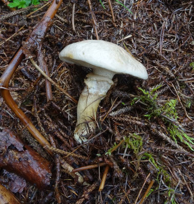 Suillus laricinus - Grauwe ringboleet (Tirol)