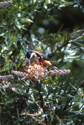 Eastern Spinebill