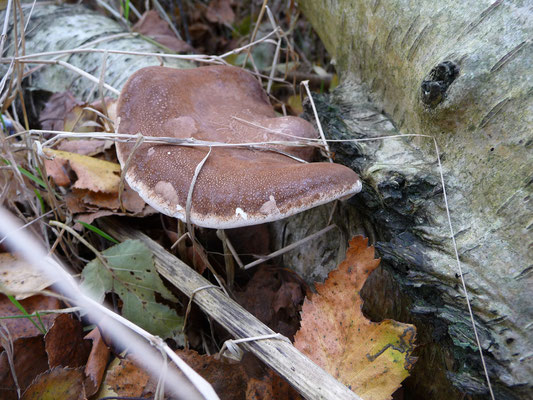 Piptoporus betulinus - Berkenzwam