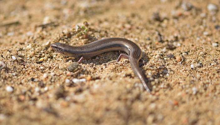 Iberische skink