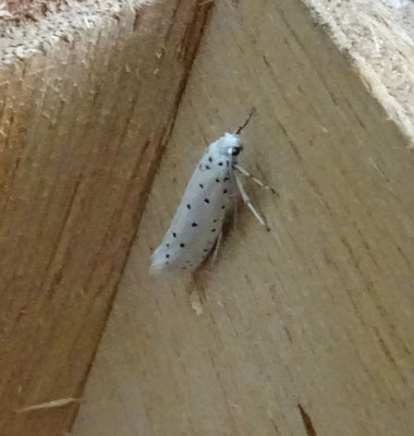 Yponomeuta species