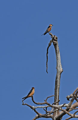 Hirundo senegalensis - Mosque Swallow