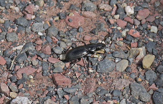 Pterostichus madidus