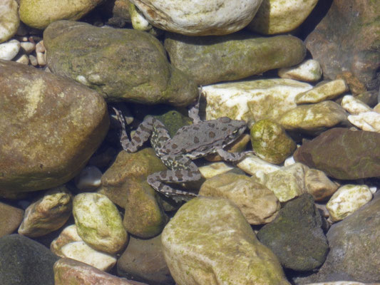 Meerkikker (Pelophylax ridibunda)