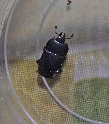Hololepta plana