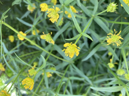 Ranunculus auricomus - Gulden boterbloem