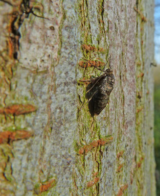 Operophtera brumata - Kleine wintervlinder