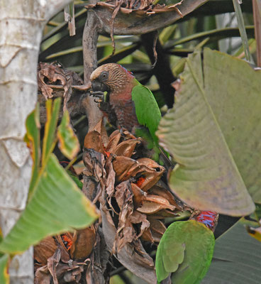 Red-fan Parrot