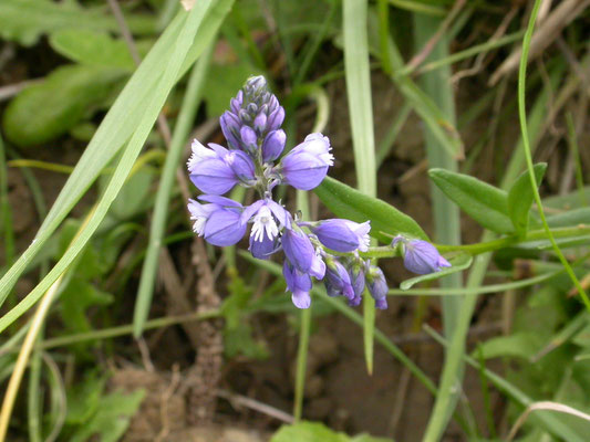 Polygala calcarea - Kalkvleugeltjesbloem