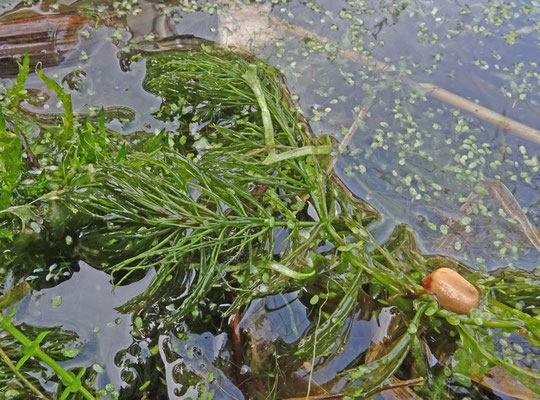Ceratophyllum demersum - Grof hoornblad