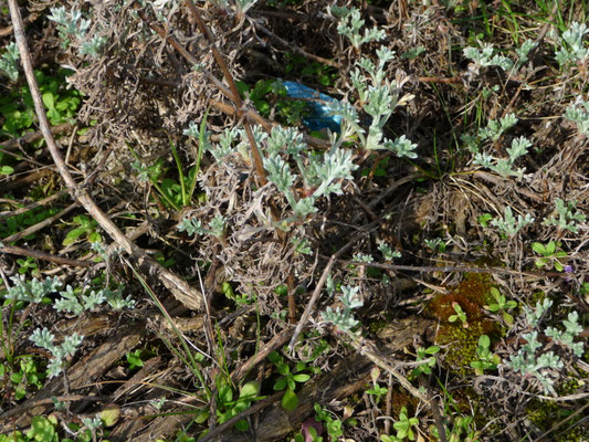 Artemisia campestris maritima - Duinaveruit